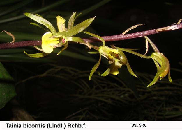 Tainia bicornis (Lindl.) Rchb.f